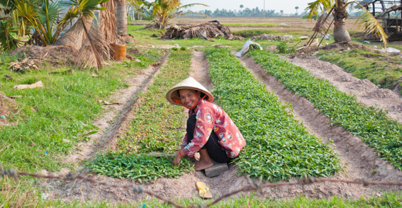 woman-farmer-rice-field-cambod